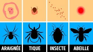 Comment Identifier une Piqûre dInsecte et que Faire Quand ça Arrive [upl. by Rafael]