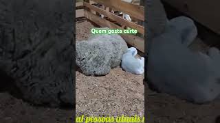 Filhote de carneiro ou ovelha como preferir viralvideo memes sertanejo roça sitio noticias [upl. by Irrot]