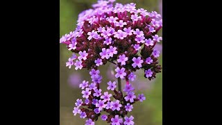 HarvestingCollecting Verbena Seeds method [upl. by Harlen]