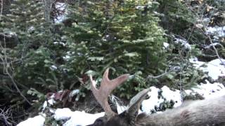 Bull Moose Kill 2011 Part3 [upl. by Ettennat]