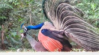 Peacock Mating in the Park  Peacock Dancing in the Garden [upl. by Erehpotsirhc]