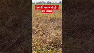 Brown Plant Hopper Control In Paddy  BPH  Parveen farming bphdhankheti agriculture dhankikheti [upl. by Amadeus]