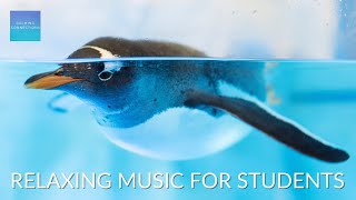 Relaxing Music For Elementary Students  Penguins 🐧  Calm classroom music for children study music [upl. by Kafka]