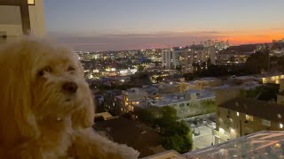 Dog Friendly Hotel Review for the dogs Mondrian Los Angeles West Hollywood CA [upl. by Sardella]