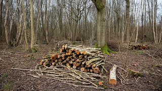 What is coppicing and why is it important  Suffolk Wildlife Trust [upl. by Hobard]