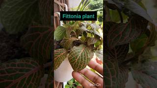 Fittonia plant Nerve plant Painted net leaf mosaic plant complete care of Fittonia [upl. by Salokcin789]