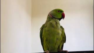 Parrots dancing and talking amazing [upl. by Male]