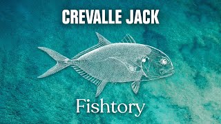 Catching Crevalle Jack Everything You Need To Know  Fishtory [upl. by Fihsak]