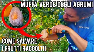 Muffa verde degli agrumi come evitare la trasmissione del patogeno ai frutti appena raccolti [upl. by Yatnahs]