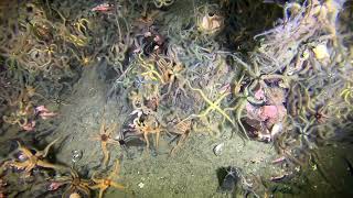 Diving Ballachulish Loch Leven [upl. by Einnok931]