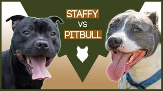 STAFFORDSHIRE BULL TERRIER VS PITBULL [upl. by Latt]