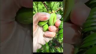 Picking torreyapickingfruitvegetablerural lifesatisfyingfarming agriculture ruralharvest [upl. by Aicelf]