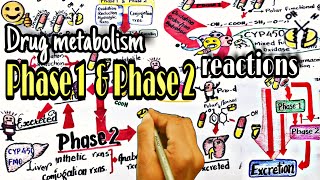 Biotransformation of drugs part 2  phase 1 amp 2 reactions  Pharmacokinatic [upl. by Harsho]