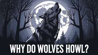 The Science Behind Wolves Howling At The Moon [upl. by Ojybbob472]