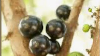 My new Jaboticaba fruit tree from Top Tropicals [upl. by Nossaj]