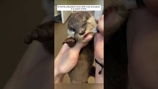 A family adopted a lost otter cub and gave it a warm home animalshorts shortvideo [upl. by Drummond]