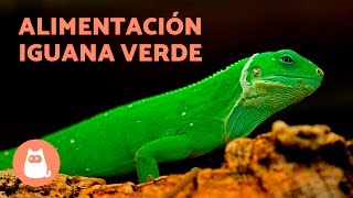 La alimentación de la iguana verde  IGUANA VERDE cuidados [upl. by Kattie]