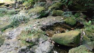 Paphiopedilum Venustum in the wild Meghalaya [upl. by Claude]