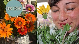 Gazania plant summer care n fertilizer how to save gazania for next season [upl. by Gery]