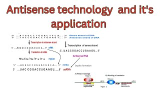 Antisense technology  application of Antisense RNA technology  mechanism of Antisense technology [upl. by Vaios]