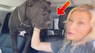 This Import Cane Corso Puppy is a BEAST [upl. by Chaille]