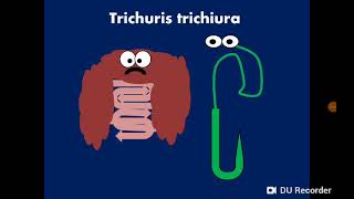 Trichuris trichiura Whipworm ذات السوط [upl. by Florina]