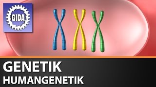 Trailer  Genetik  Humangenetik  Biologie  Schulfilm [upl. by Glory]