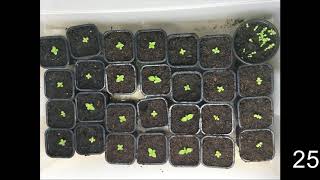 How to germinate Paulownia tree from seeds [upl. by Dlanar]