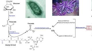 Intestinal Production of Hydrogen Gas H2 by Bacteria for Reduced Coenzymes [upl. by Lewert716]