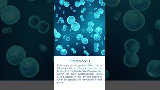 What is Streptococcus Bacteria [upl. by Cohberg113]