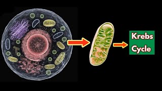 Krebs Cycle  Explained with Animation [upl. by Remos]