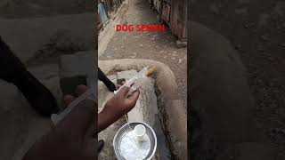 10 MLviraldogsvideos germanshepherd puppyadventures artificialinsemination dogsemenvetrinary [upl. by Aidiruy]