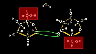 Chemistry Tutorial on Chemical Reactions How Plants Make Cellulose [upl. by Asyla]