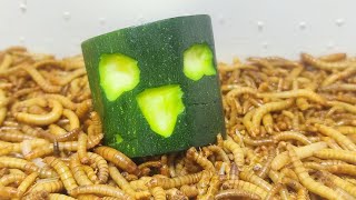 10 000 Mealworms vs courgette face [upl. by Heiskell44]