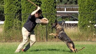 Proactive Defensive Aggression Toward Threats  Kraftwerk K9 German Shepherds [upl. by Alexia]