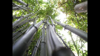 How to grow black bamboo plants in the UK and colder climates [upl. by Ayotol303]