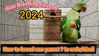 How to breed raw parrot raw parrot breeding video [upl. by Aneleasor]