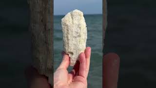 🪸Florida Shelling Three different types of coral FLshelling [upl. by Jilly]