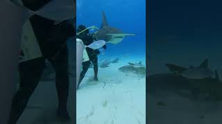 scuba diving with hammerheadshark in the bahamas shark sharks shark diving sharkdiver [upl. by Latif]