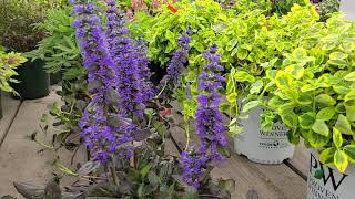 Ajuga Catlins Giant Bugleweed  Popular Groundcover [upl. by Aggy]