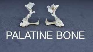 PALATINE BONE [upl. by Aufmann]