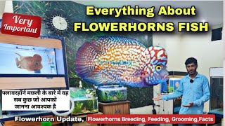 All About Flowerhorns  GB Flowerhorn Care  Feeding  Head Growth  Grooming Tips  water Tricks [upl. by Berner]