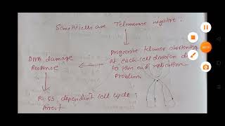 Replicative Senescence and Hayflick Limit [upl. by Elletsirk]