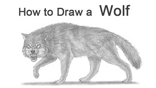 How to Draw a Wolf Growling Snarling [upl. by Melburn]