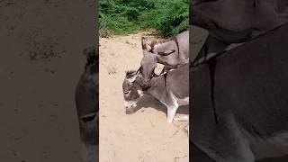 donkey animals shortsviral shorts pets [upl. by Adolphus]