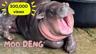 Moo Deng Hippo Compilation from Birth to Viral Sensation moodeng หมูเด้ง [upl. by Fredia]