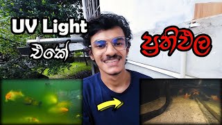 I Spent 8 Days Testing UV Light for MY FISH TANK  UV Light එකන් දවස් 8 කට පස්සේ ප්‍රතිඵල [upl. by Dlanger]