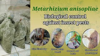 Fungus vs Insect Pests  How to Mass Produce Metarhizium [upl. by Nahtahoj]