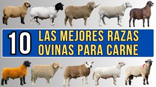 10 mejores razas ovinas para carne del mundo [upl. by Kristel]