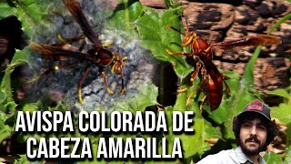 Avispa colorada de cabeza amarilla 4K Polistes cavapyta [upl. by Polash91]